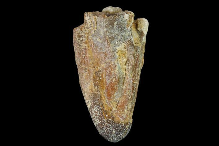 Cretaceous Fossil Crocodile Tooth - Morocco #140580